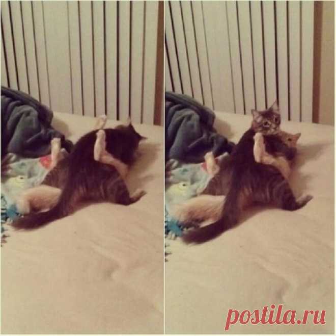 Несколько котов не ожидали, что вы вернётесь домой так рано