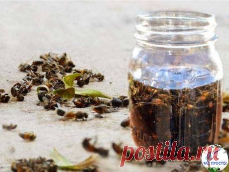 Настойка пчелиного подмора
Настойка из мёртвых пчёл — это чудо-лекарство, обладающее целебными 
свойствами. Все мы знаем о том, какую пользу приносит мёд нашему 
организму, но не всем известно о пользе пчелиного подмора.
Польза настойки на основе мёртвых пчёл
В пчелином подморе повышенное содержание полисахарида хитина, что делает
 его эффективным средством для понижения уровня холестерина;
Настойка на мёртвых пчелах способствует похудению;
Очищает кровеносные сосуды, желудок и печень, выво