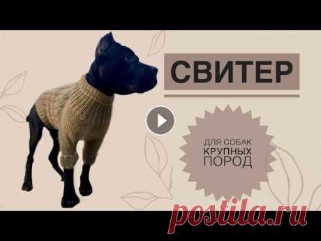 Свитер для собак крупных пород / Вязаный свитер для собак / Как связать свитер для собак / Вязание Свяжем теплый уютный свитерок для вашего любимца. Плотность вязания : 10см = 12 п 1 см = 1.2п 1.2х50 (обхват шеи) = 60п набираем изначально. Подписыва...