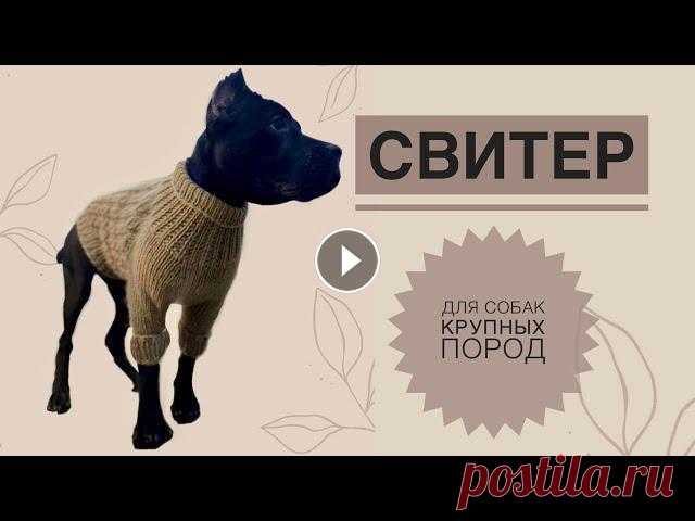 Свитер для собак крупных пород / Вязаный свитер для собак / Как связать свитер для собак / Вязание Свяжем теплый уютный свитерок для вашего любимца. Плотность вязания : 10см = 12 п 1 см = 1.2п 1.2х50 (обхват шеи) = 60п набираем изначально. Подписыва...