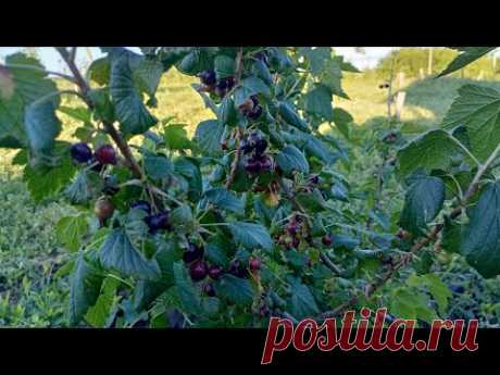 Лучше средства для борьбы со стеклянницей на смородине !