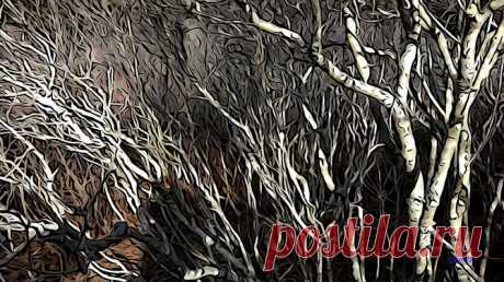 Фото и рисунки, арт и креативная реклама