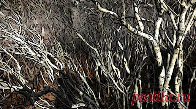 Фото и рисунки, арт и креативная реклама