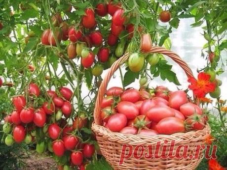ЧТОБЫ ТОМАТЫ НЕ ЖИРОВАЛИ...