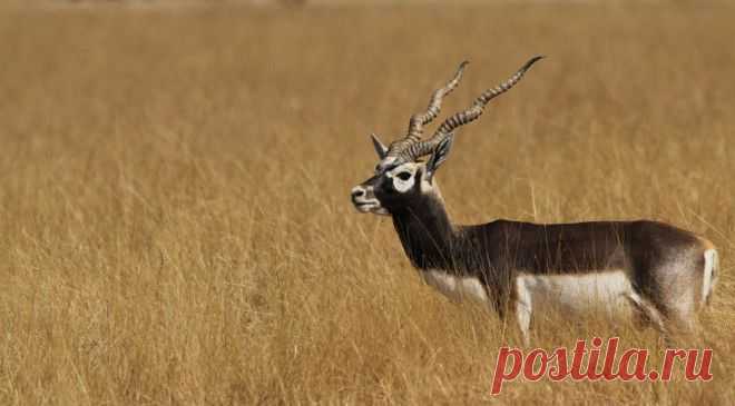 Рога и копыта: топ-10 лучших рогатых в животном мире