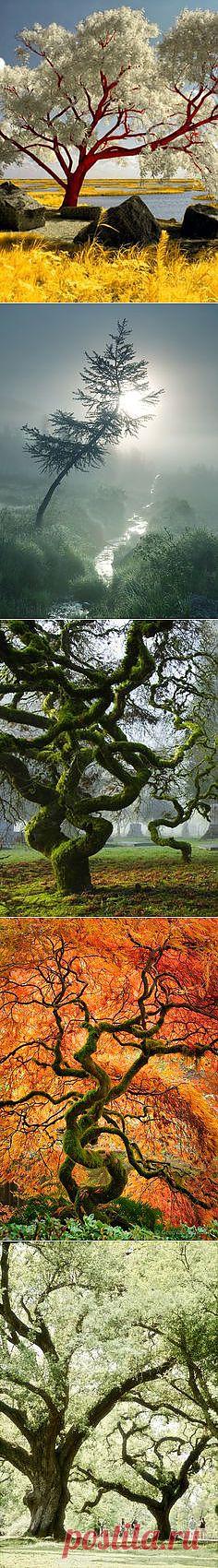 Magestic деревья