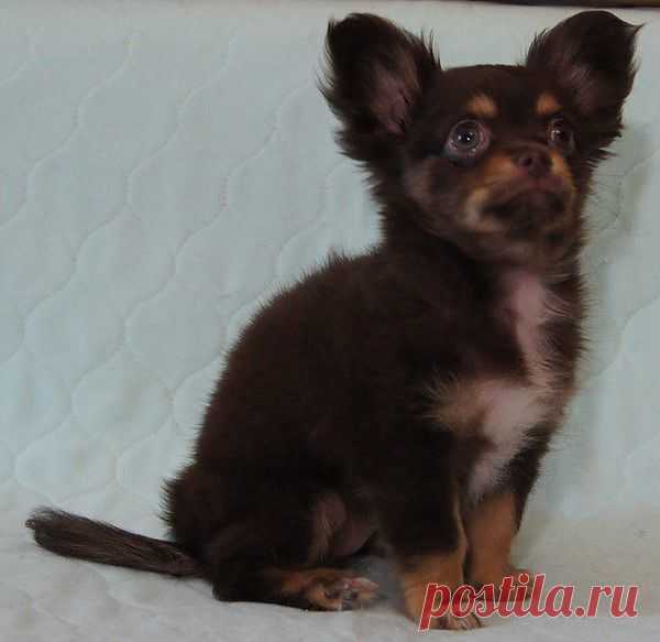 Продается девочка, 2,5 мес., д/ш шоколадно-подпалая, зубы 6х6, прикус ножницы , отличная анатомия, контактная,очень ласковая, носитель лилового гена, привита, вес-1150 гр..Перспективна для выставок и разведения!