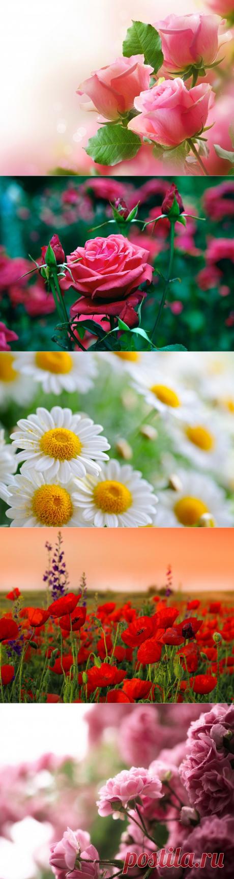 Обои для рабочего стола. Цветы..