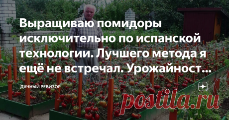 Выращиваю помидоры исключительно по испанской технологии. Лучшего метода я ещё не встречал. Урожайность – 3 кг с куста в сутки. Для меня выращивание томатов является весьма важной составляющей жизни, поскольку данный овощ я реализую местным жителям и в ближайшие торговые точки, другими словами я за счёт помидоров, можно сказать, живу. Помимо этого они являются для меня ещё и основной частью огороднической деятельности, то есть большинство моего земельного участка занимает ...