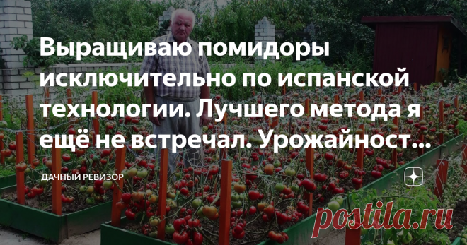 Выращиваю помидоры исключительно по испанской технологии. Лучшего метода я ещё не встречал. Урожайность – 3 кг с куста в сутки. Для меня выращивание томатов является весьма важной составляющей жизни, поскольку данный овощ я реализую местным жителям и в ближайшие торговые точки, другими словами я за счёт помидоров, можно сказать, живу. Помимо этого они являются для меня ещё и основной частью огороднической деятельности, то есть большинство моего земельного участка занимает ...
