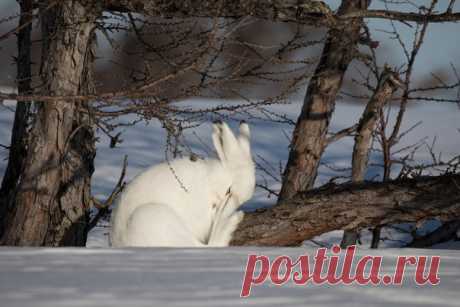 Застенчивый беляк прикрывается своей лапищей от объектива фотографа Александра Алечица: nat-geo.ru/community/user/166576/