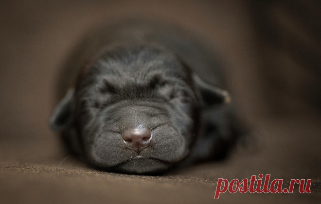 Black Lab Pup Newborn by Jonathan Ross Black Lab Pup Newborn Photograph by Jonathan Ross