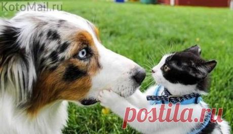 ЕЩЁ КОТЭ | KotoMail.ru