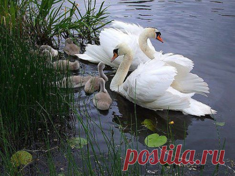&quot;♥๑СТАТУСЫ ДЛЯ ПОДНЯТИЯ НАСТРОЕНИЯ&quot;♥๑. Добавлена фотография в альбом КРАСИВО!