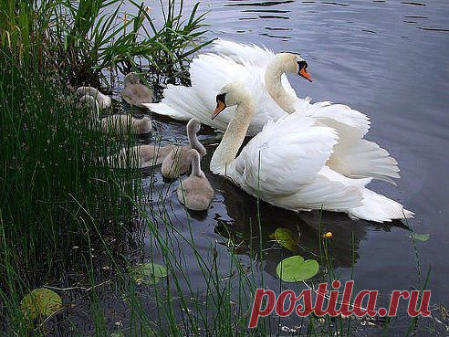 "♥๑СТАТУСЫ ДЛЯ ПОДНЯТИЯ НАСТРОЕНИЯ"♥๑. Добавлена фотография в альбом КРАСИВО!