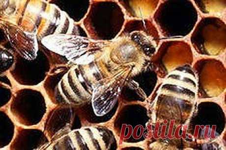 Запираем насморк на ключ | Друг пенсионера
Как-то прочитал в книге фразу, которая мне пришлась по душе: «Прогресс до­стигнет своего пика, когда ученые нако­нец-то изобретут лекарство от насмор­ка».