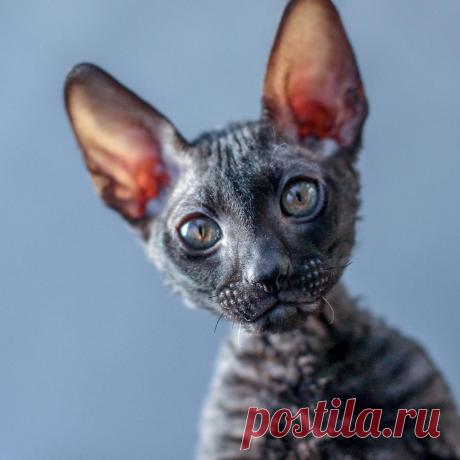 Maria в Instagram: «Sometimes, all I want to be is a photographer of cute little kittens and doggies 🖤 Would anyone on this earth be interested in one? .…» 495 отметок «Нравится», 18 комментариев — Maria (@founditgreat) в Instagram: «Sometimes, all I want to be is a photographer of cute little kittens and doggies 🖤 Would anyone on…»