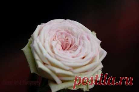 My Mini Rose 1 by Deb-e-ann on DeviantArt