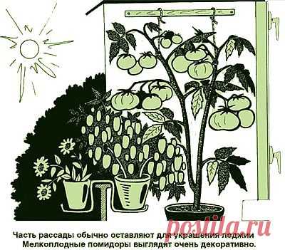 (+1) - Что главное для выращивания рассады? | 6 соток