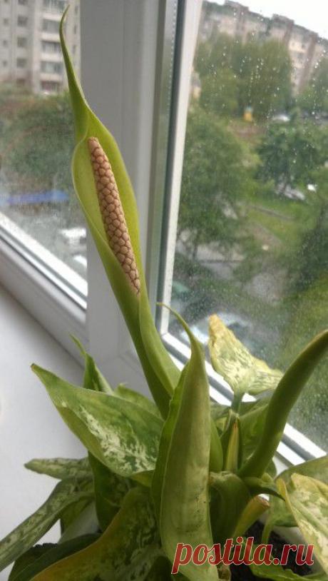 (+1) тема - Зацвела больная диффенбагия | САД НА ПОДОКОННИКЕ