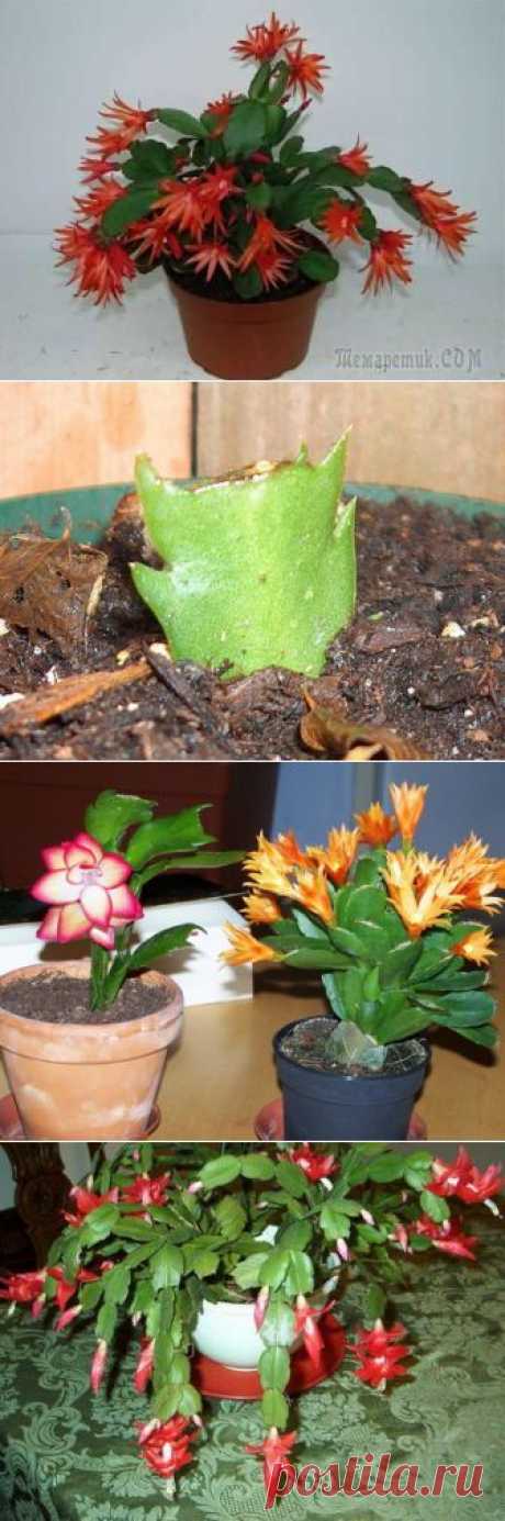 Шлюмбергера (Schlumbergera) — сорта кактуса и уход