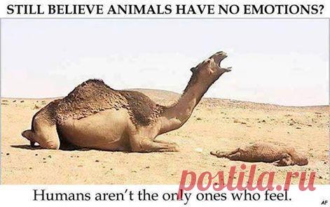 Fascinating Pictures в Твиттере: «The 7 Best pictures with a Story See here: http://t.co/jLyq59Nt2q . http://t.co/hXsBmMRv3I»  Горе ... В горе мы все одинаковы...