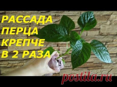 ПРИЩИПНЕМ РАССАДУ ПЕРЦА.. НАРАСТИМ МОЩНЫЕ КУСТЫ..РАССАДА НЕ ВЫТЯНЕТСЯ