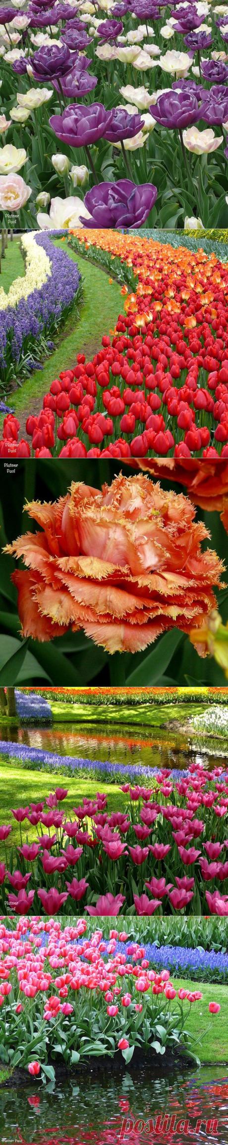 ГОЛЛАНДСКИЙ ПАРК ЦВЕТОВ - КОЙКЕНХОФ | Непутевые заметки