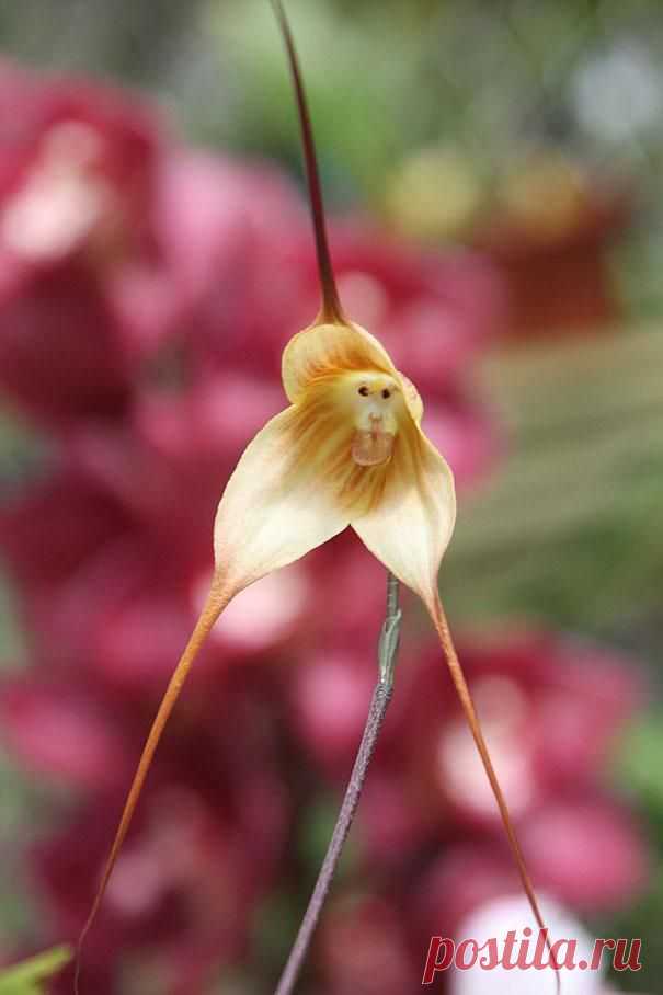 17 цветов, которые выглядят как нечто иное – Фитнес для мозга