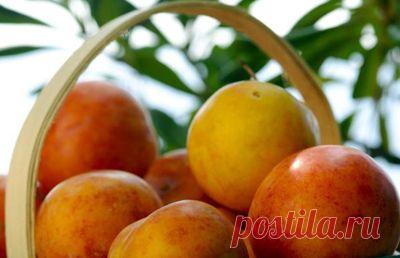 Сливы в вине. 3 рецепта. | Хозяева дома.