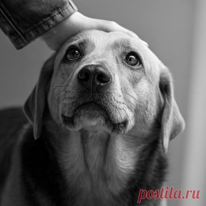 О розах, собаке и счастье - OGADANIE.RU