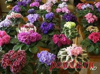 ლულუს იები - მთავარი