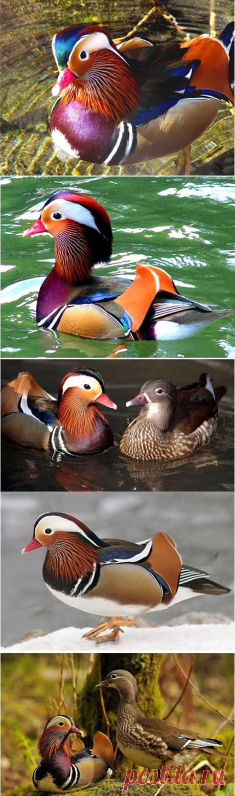 КРАСОТКА - Утка мандаринка!