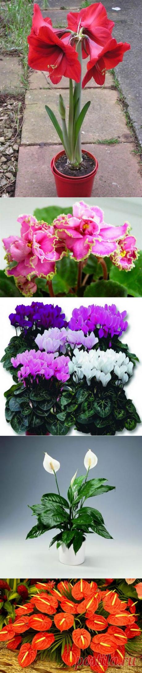 КОМНАТНЫЕ РАСТЕНИЯ ДЛЯ ЛЮБВИ И СЧАСТЬЯ.