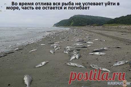 серебристый берег...