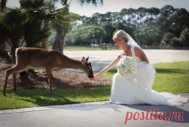 Дружелюбные дикие животные / Питомцы