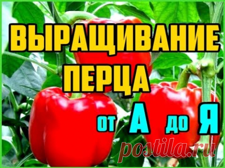 По вопросам сотрудничества - thegreenboyplanet@gmail.com светодиодная лента для рассады - https://ali.pub/24h18b лампа для рассады - https://ali.pub/26hwpv