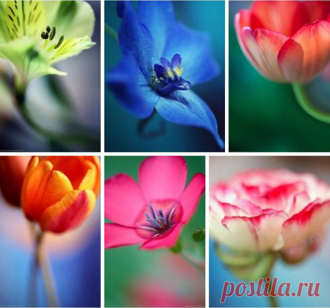 весна
Я от зимы отдохновения, сегодня жду,
Ещё чуть - чуть, ещё мгновение, весенний дух.
Раскрасит золотом горячим размах небес
И стаи птиц громкоголосых, разбудят лес.

А солнце плавит ежедневно снега и лёд,
А гром с небес грохочет гневно, весна идёт!
И всё живое возродится, возьмётся в рост,
И долго слёзы будут литься, из ран берёз.