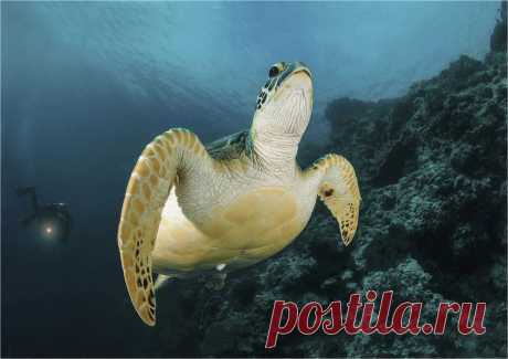 задавака | National Geographic Россия