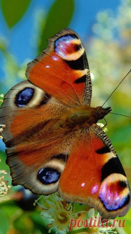 (3) Pinterest • The world’s catalog of ideas