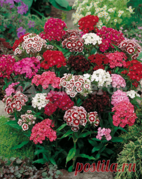 100 Seeds/bag 100%True Dianthus American Seeds, Mixed Color Sweet William flower - Bonsai