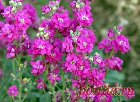 Однолетники: посев под зиму