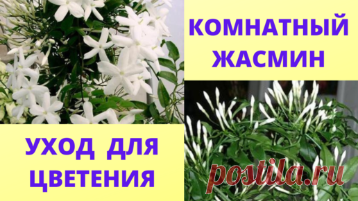 Мой жасмин зацвел даже зимой. Уход для домашнего цветения жасмина. Содержание жасмина зимой и летом. | Цветочное Счастье | Дзен