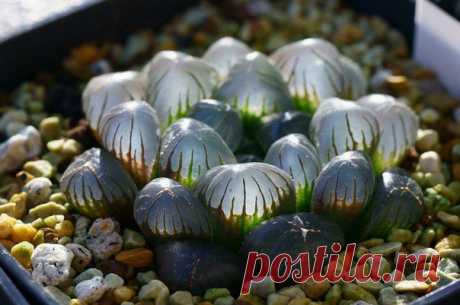 Haworthia cooperi - растение, которое хранит влагу в полупрозрачных листьях / Физика невозможного!