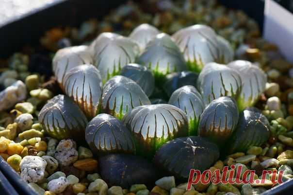 Haworthia cooperi - растение, которое хранит влагу в полупрозрачных листьях / Физика невозможного!