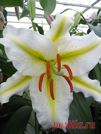 Посадка и уход за лилиями в саду. Виды лилий