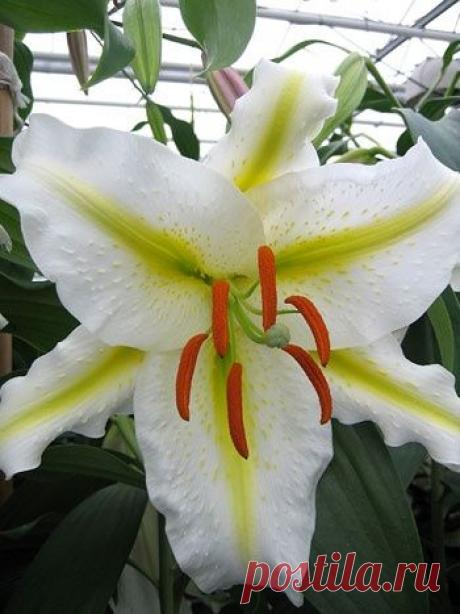 Посадка и уход за лилиями в саду. Виды лилий