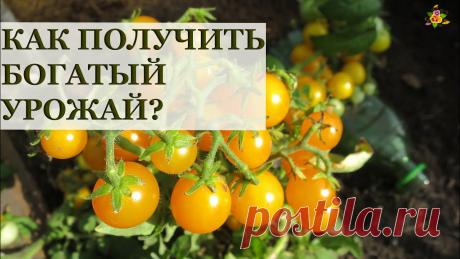 Томаты на подоконнике / Все секреты выращивания!