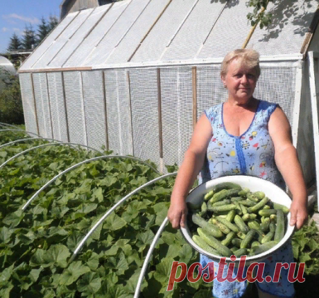 Всего 2 пачки дрожжей на литр для полива и крепкая рассада для огурцов готова - делюсь рецептом моей лучшей подкормки | Пища для ума и тела | Яндекс Дзен