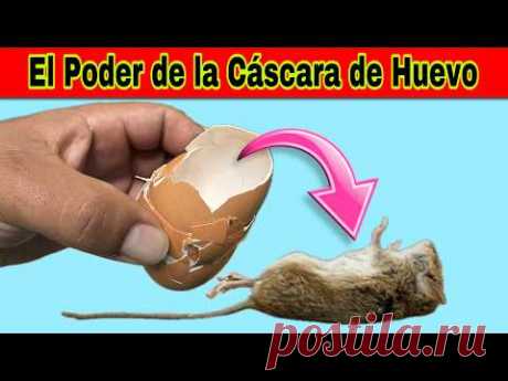 El Mejor Método para Eliminar RATONES en CASA El Profeturo